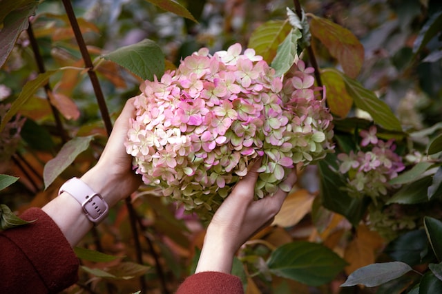 A person holding a bunch of hydrangea flowers in their hands.