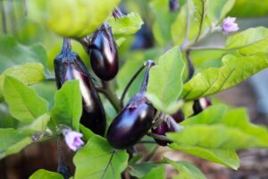 Accessible planting: Eggplants