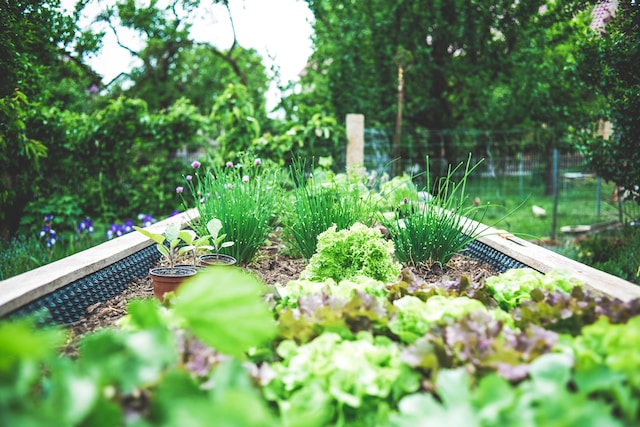 Careful Cultivators: Gardening For All