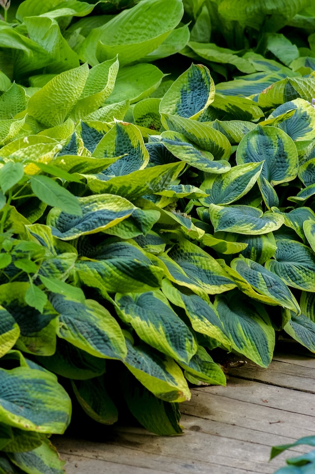 Good plants for people with allergies: Hostas