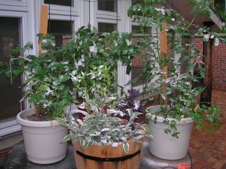 Using a combination of tabletop gardening and container planting. Image courtesy of The J Train via Flickr.