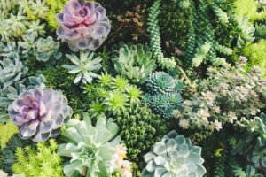 Succulents and caring for them - Top 5