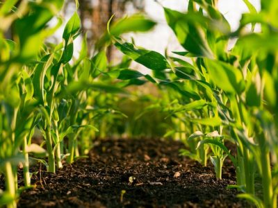 Accessible planting: Corn
