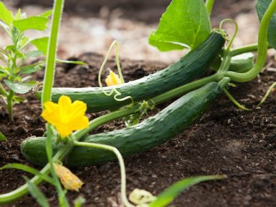Accessible planting: Cucumbers