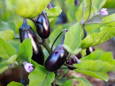 Accessible planting: Eggplants