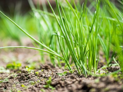 Accessible planting: Green Onions