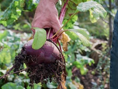 Accessible planting: Root Vegetables