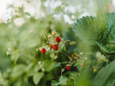Accessible planting: Strawberries
